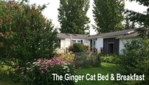 Enjoy sitting in the garden at the Ginger Cat B&B